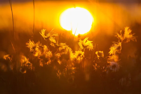 夏には緑の草原に美しい野の花 自然背景 — ストック写真