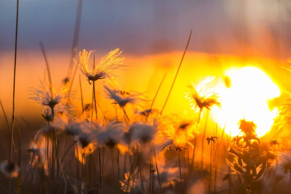 Vackra Vilda Blommor Grön Äng Sommarsäsongen Naturlig Bakgrund — Stockfoto