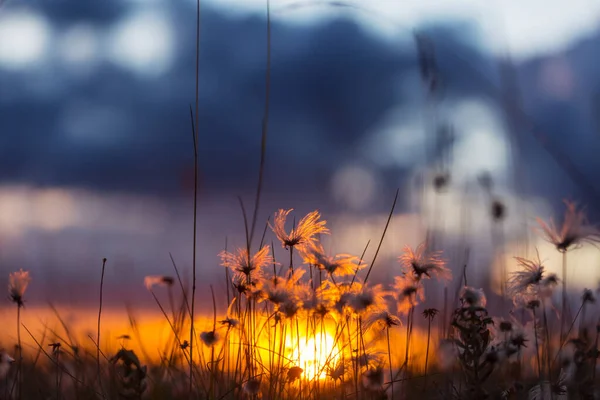 Prachtige Wilde Bloemen Een Groene Weide Het Zomerseizoen Natuurlijke Achtergrond — Stockfoto