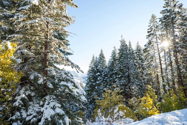 Floresta Coberta Neve Cênica Temporada Inverno Bom Para Fundo Natal — Fotografia de Stock