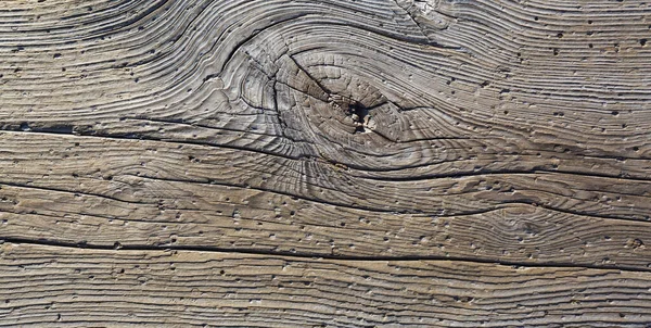 Brown Wood Texture Background Araucaria Cortex — Stock Photo, Image