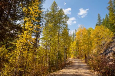 Ormanın kırsal kesiminde renkli sonbahar manzarası