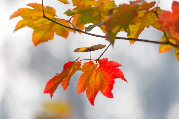 Foglie Gialle Colorate Nella Stagione Autunnale Primo Piano Adatto Immagine — Foto Stock