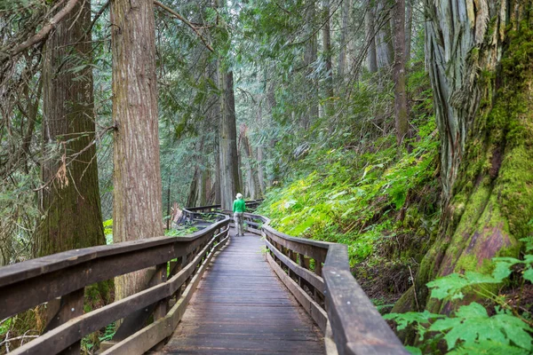 Chemin Dans Forêt Séquoias — Photo