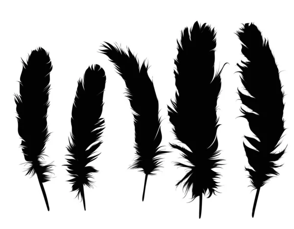 Conjunto Plumas Negras Aisladas Sobre Fondo Blanco — Vector de stock