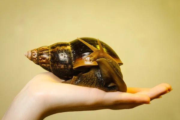 Schnecke in der Hand der Mädchen — Stockfoto