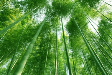 şanlı sabah güneş güzelleşmek bambu ormanı.