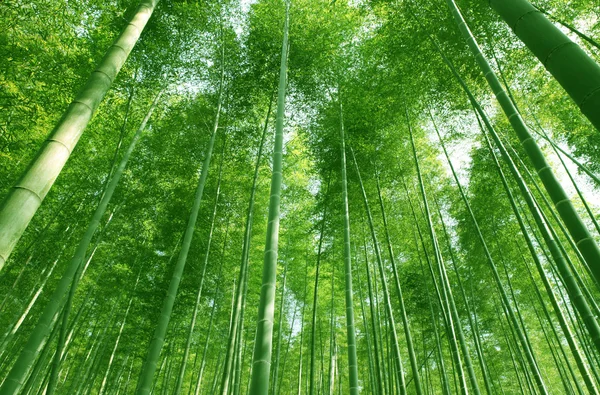 La fiorente foresta di bambù con glorioso sole mattutino . — Foto Stock