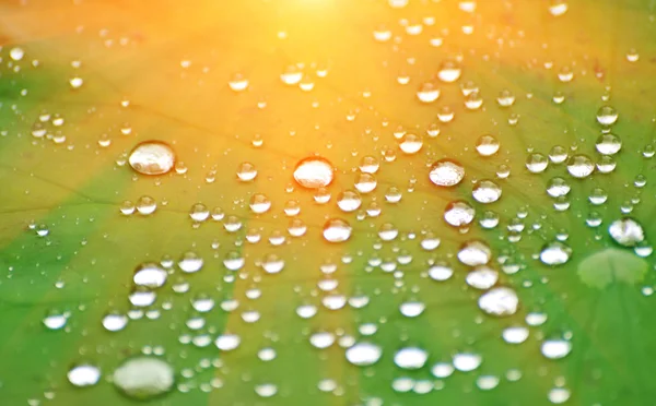 Green leaf with water drops — Stock Photo, Image