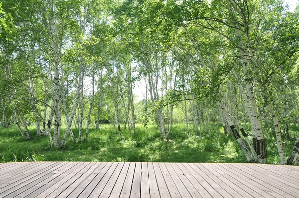 Birch forest with wood walking footpath pavement. — Stock Photo, Image