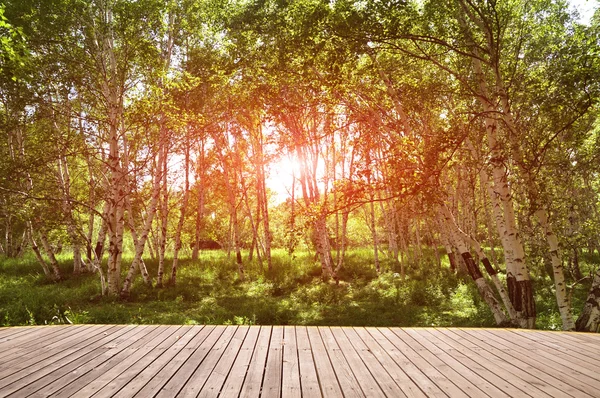 Brzozowy las z drewna krótkiego spaceru chodnik bruk. — Zdjęcie stockowe