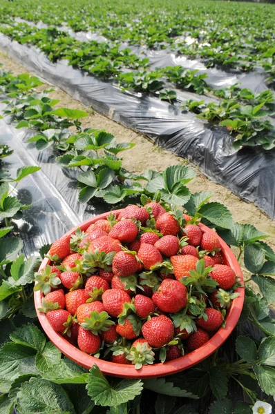 Verse weelderige rode aardbeien in het veld. — Stockfoto