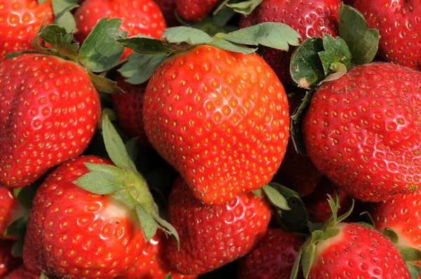 Verse weelderige rode aardbeien in het veld. — Stockfoto