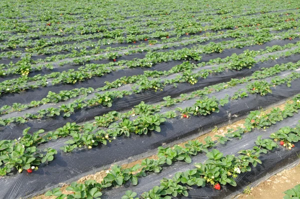 Campo de fresas, día de verano — Foto de Stock