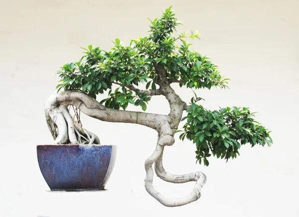 O bonsai de árvore banyan chinês em pote cerâmico . — Fotografia de Stock