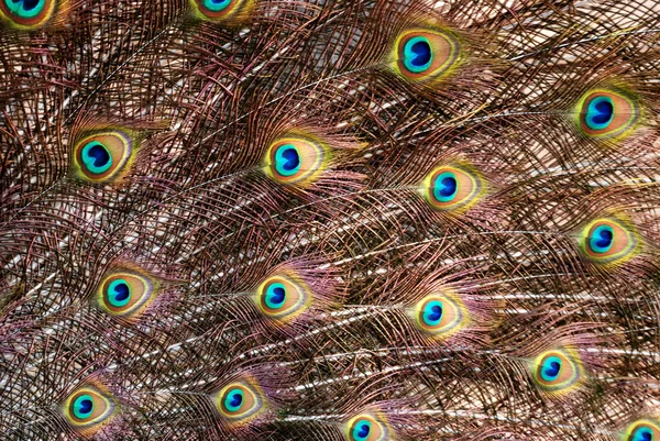 La colorata e lucente coda di pavone che diffonde piume . — Foto Stock