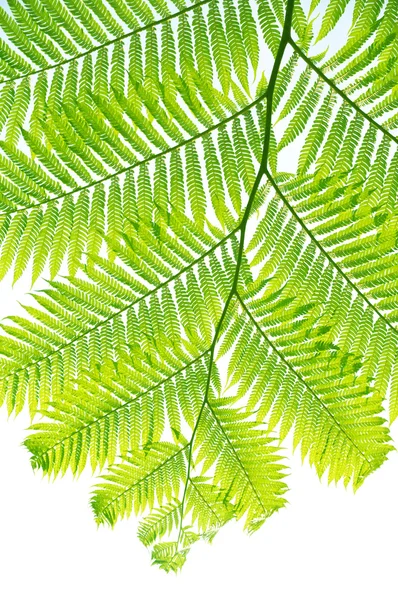 Feuilles vertes de fougère isolées sur blanc — Photo