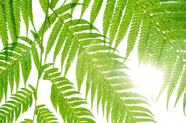 Green leaves of fern isolated on white — Stock Photo, Image