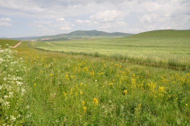 Bahar otlakta ile kır çiçeği