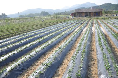 çilek tarla, yaz günü