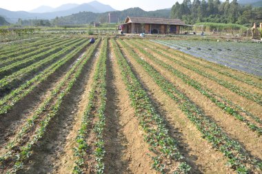 çilek tarla, yaz günü