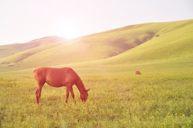Red horse graze on the grassland of Inner Mongolia,China. clipart