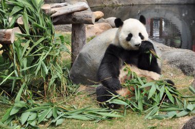 dev panda bambu yiyor.