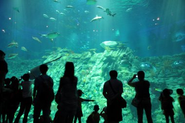 nın siluetleri karşı büyük bir akvaryum