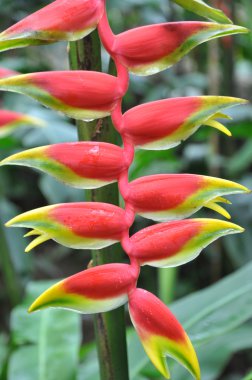 Heliconia çiçeği