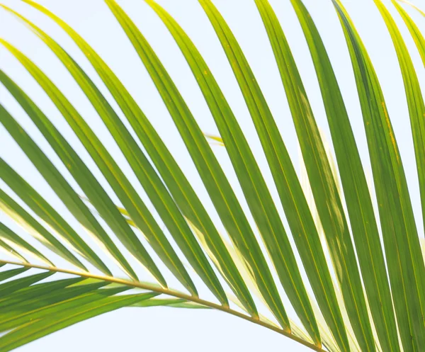 La palma verde cadente cubana lascia nel cielo blu . — Foto Stock