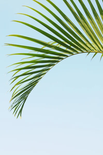 A folha de palmeira cubana verde caída no céu azul . — Fotografia de Stock