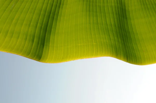 Folha de banana verde com venações claras onduladas . — Fotografia de Stock