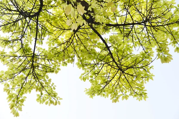 Feuilles d'arbre vert dans le ciel d'été avec fond de gloire du matin . — Photo