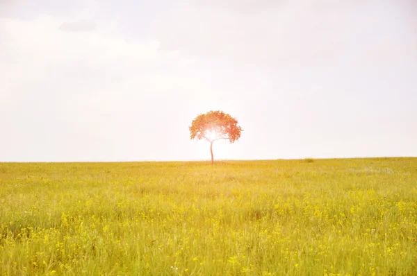 Yalnız ağaç güzel arazide — Stok fotoğraf