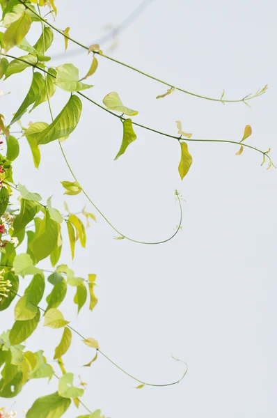 Il ciondolo germoglia foglie nel cielo primaverile . — Foto Stock