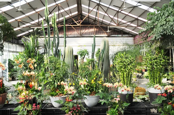 Jardín conservatorio moderno con muchas plantas ornamentales tropicales de interior . — Foto de Stock