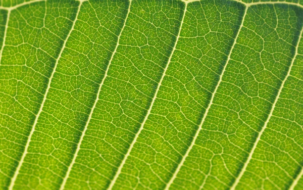 The tropical arum leaf background back-lit. — Stock Photo, Image