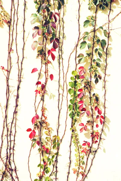 ボストンキヅタ カラフルな葉が壁に登る. — ストック写真