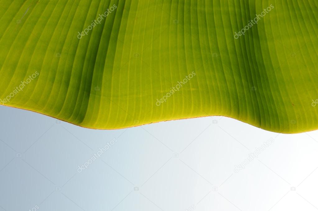 Green plantain leaf with wavy clear venations.