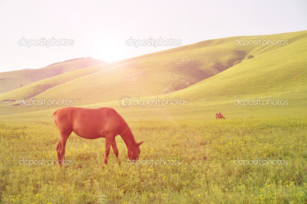 Red horse graze on the grassland of Inner Mongolia,China.