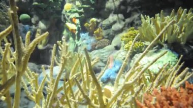 Akvaryum balığı Derma ile