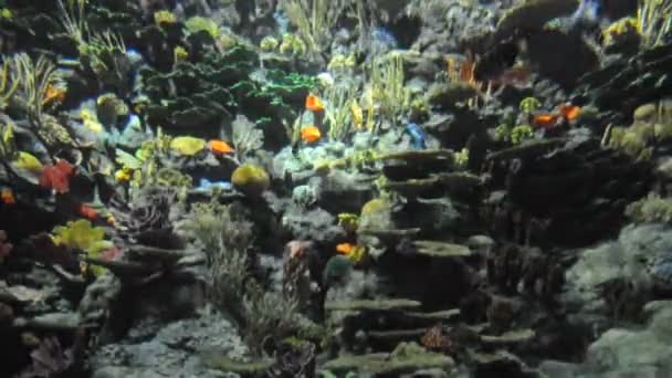 Aquarium with colorfull fish — Stock Video