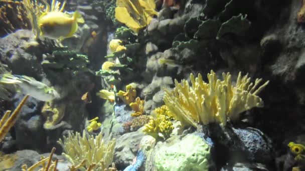 Aquarium mit bunten Fischen — Stockvideo