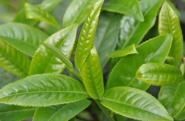 yeşil çay yaprakları