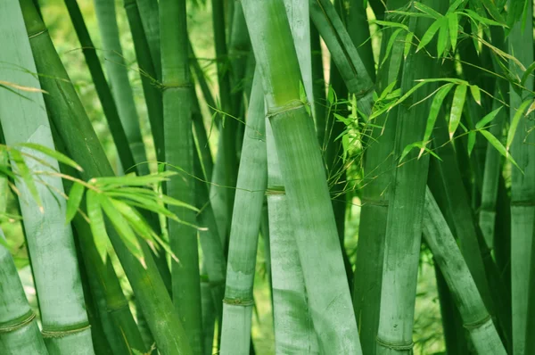 De groene achtergrond van bamboe stengels en bladeren. — Stockfoto