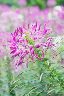 güzel kokulu ve güzelleşmek çiğ damlaları ile örümcek çiçekler.