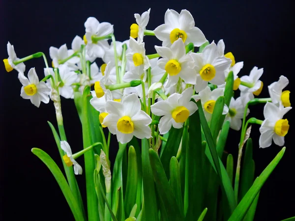 Bukett från vackra vita narcissus i vas isolerad på svart bakgrund — Stockfoto