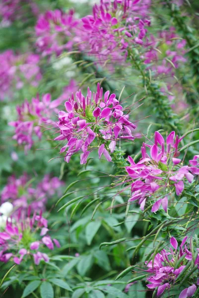 Fragrant and flourish spider flowers with dew drops. — Stock Photo, Image