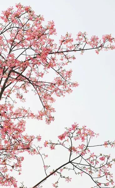 Magnolia δέντρα — Φωτογραφία Αρχείου