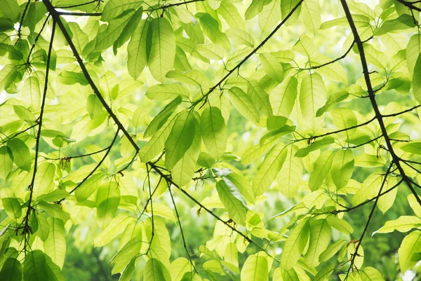 Blätter des Grüns in der Frühlingssonne. — Stockfoto